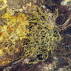 Silvetia compressa