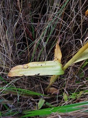 Dactylorhiza majalis baltica