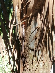 Plestiodon inexpectatus