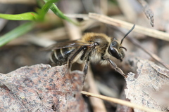 Andrena bradleyi