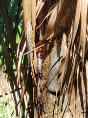 Plestiodon inexpectatus