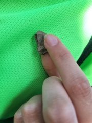 Pharneuptychia phares