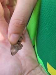 Pharneuptychia phares