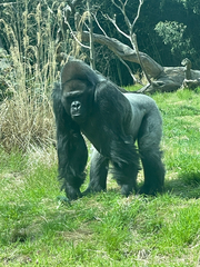 Gorilla gorilla