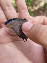 Memphis moruus