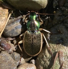 Chlaenius spoliatus