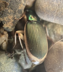 Chlaenius spoliatus