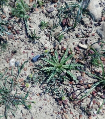 Neotorularia torulosa