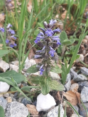 Ajuga genevensis
