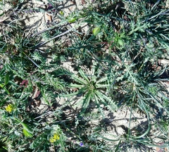 Neotorularia torulosa