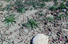 Neotorularia torulosa