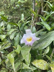 Sobralia powellii