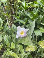 Sobralia powellii