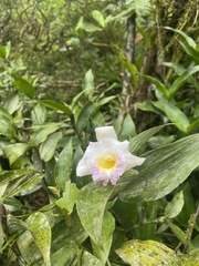 Sobralia powellii