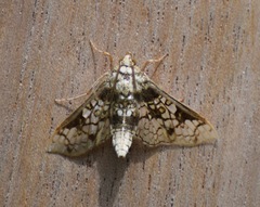Megastes praxiteles