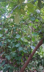 Cordia alba