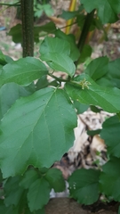 Cordia alba