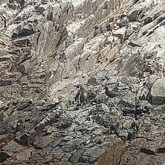 Spheniscus humboldti