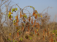 Piliostigma thonningii