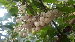 Cordia alba