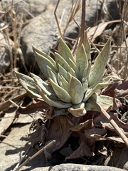 Dudleya candelabrum