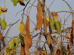 Piliostigma thonningii