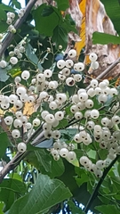 Cordia alba