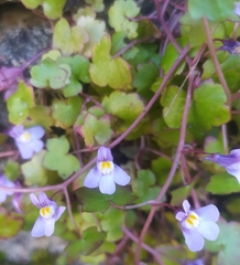 Cymbalaria muralis