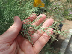 Tamarix