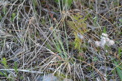 Carex buxbaumii