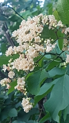 Cordia alba