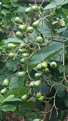 Cordia alba