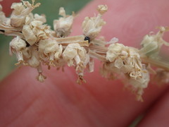 Tamarix