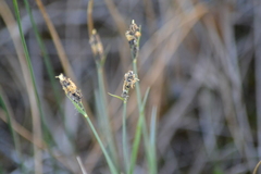 Carex buxbaumii