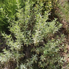 Salvia apiana × mellifera