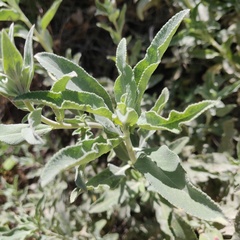 Salvia apiana × mellifera