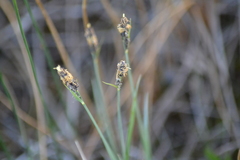 Carex buxbaumii