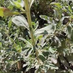 Salvia apiana × mellifera