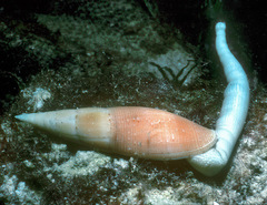 Nebularia nivea