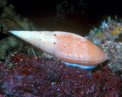 Nebularia nivea