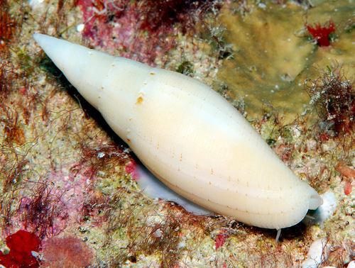 Nebularia nivea observed 2008-04-26