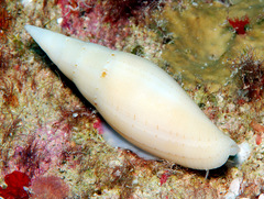 Nebularia nivea