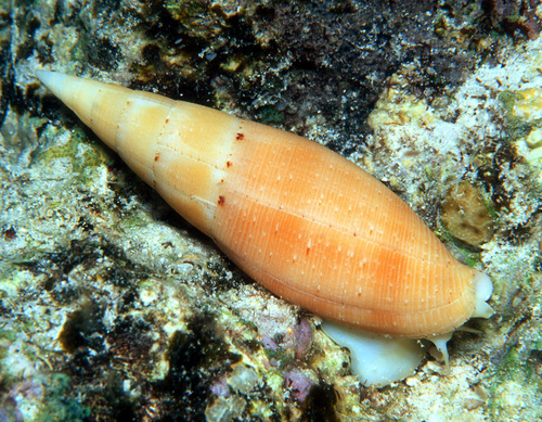 Nebularia nivea observed 2001-03-17