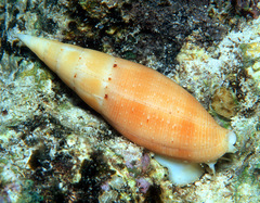 Nebularia nivea