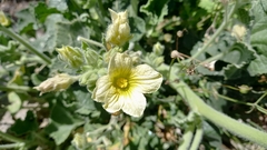 Ecballium elaterium