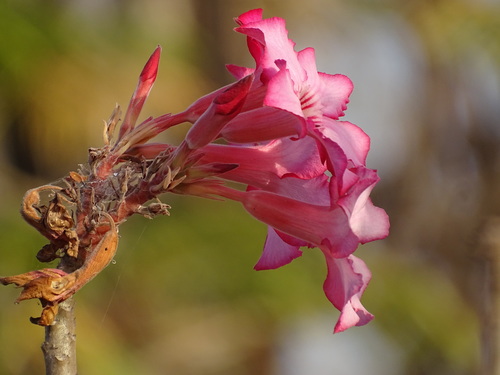 Adenium obesum image