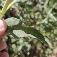 Salvia apiana × mellifera