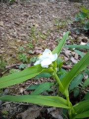 Tradescantia ozarkana