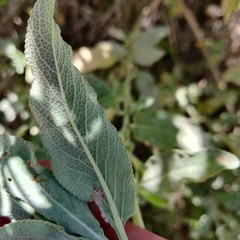 Salvia apiana × mellifera