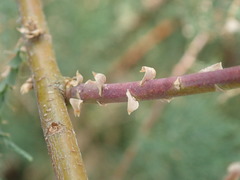 Tamarix